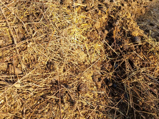 Ecological farming. Horse manure on straw, illuminated by the morning sun. Texture of cut straw. Selective focus.
