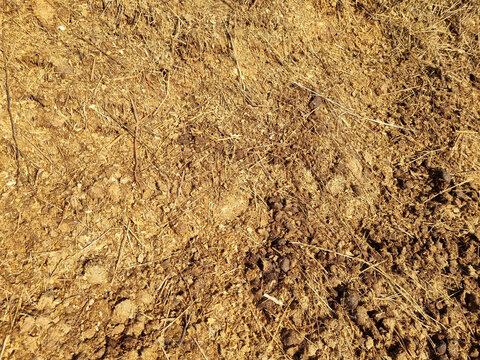 Ecological farming. Horse manure on straw, illuminated by the morning sun. Texture of cut straw. Selective focus.
