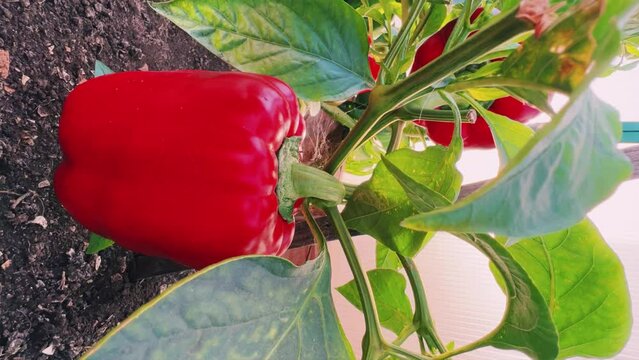 Bulgarian pepper in the garden. Planting in the garden, in the greenhouse. Growing organic vegetables. Ripening sweet red and green peppers in the garden in summer. The concept of organic gardening.4K