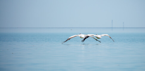 Flying pelicans in the blue sky. Waterfowl at the nesting site. A flock of pelicans walks on a blue lake.