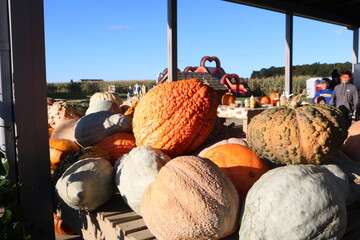 Table full of assorted pumpkins and gourds