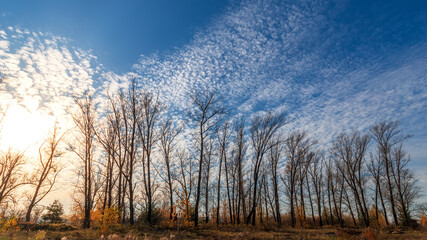 Autumn sunny forest nature. Vivid day in colorful forest with sun rays through branches of trees. Scenery of nature with sunlight.