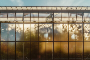 Palmenhaus mit Sonnenuntergang als Licht im Glas mit Silhouetten der Pflanzen