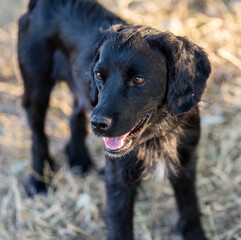 A cute black puppy standing in a sunny field of dry grass looking at something that caught its attention