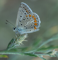 A colorful field butterfly with a heart-shaped pattern on its wings hanging on a branch