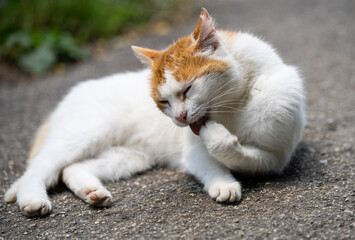 Naklejka na ściany i meble A cute white and orange kitty lying on the asphalt licking it's paw