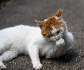 Obraz premium A cute white and orange kitty lying on the asphalt licking it's paw