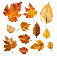 Maple Leaves Isolated on Transparent Background, PNG