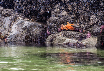 Starfish, mollusks and  mussels on a rock ledge above water of a tide pool.