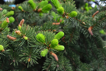 branch of pine tree with light and dark green needles copy space wallpaper 
