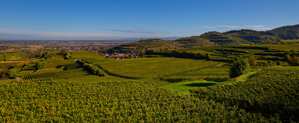 Weinberge Reben