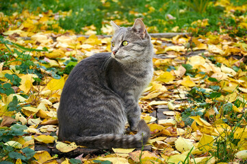 Naklejka na ściany i meble A gray cute cat sits on green grass with yellow leaves. A cat in the fall