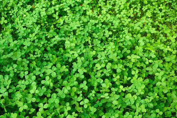 Clover view on top. Carpet of natural clover. Natural grass background