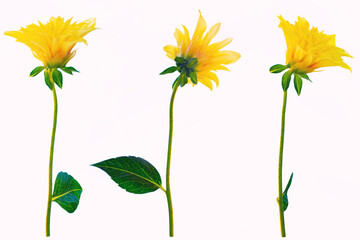 Fototapeta premium Colorful bright flower dahlia. nature