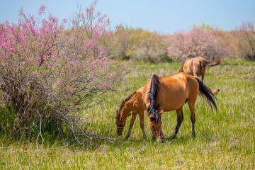 A herd of horses graze in the meadow in summer, eat grass, walk and frolic. Pregnant horses and...