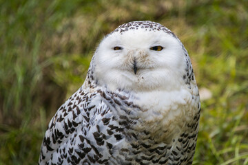 Snow owl sitting on a tree in a finnish forest