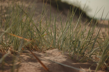 grass in the sand