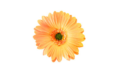 chrysanthemum flower on transparent background