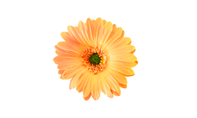 chrysanthemum flower on transparent background