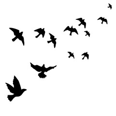 birds in flight - obrazy, fototapety, plakaty