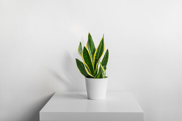 Snake plant or Sansevieria in white ceramic flowerpot on the white table, minimal modern interior