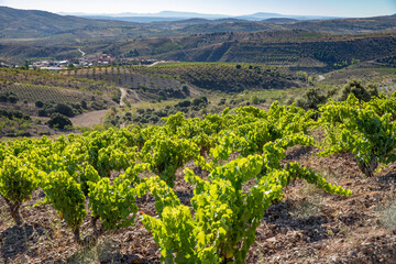 Fototapeta na wymiar Paisaje de viñas con racimos de uvas en campos de viñedos para recolectar en la vendimia y producir vino