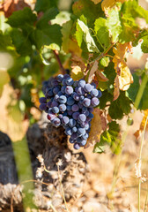 Viñas con racimos de uvas en campos de viñedos para recolectar en la vendimia y producir vino