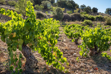 Viñas con racimos de uvas en campos de viñedos para recolectar en la vendimia y producir vino