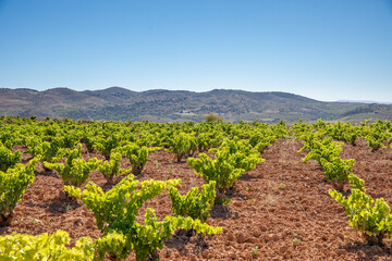 Paisaje de viñas con racimos de uvas en campos de viñedos para recolectar en la vendimia y...