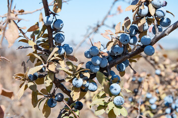 Branch of blackthorn bush with sloe berries