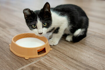 A cute black and white kitten with one ear is drinking milk from a cup on the floor. Pet food.