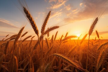 A Tranquil Sunrise in a Vast Wheat Field