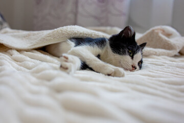 A cute black and white kitten is sleeping on a white soft blanket. The cat is best to nap on the bed. Comfortable pets sleep in a cozy house.