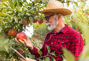 Farmer checking red apples in orchard - 652914321