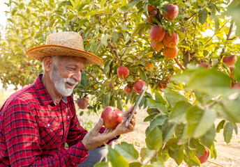 Farmer checking red apples in orchard - 652914329