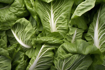 Fototapeta na wymiar Close Up Food Photography of Green Lettuce