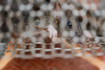 Rat in a metal trap.House rat trapped inside and cornered in a metal mesh mouse trap cage. Concept...