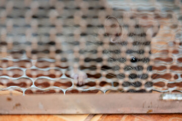 Rat in a metal trap.House rat trapped inside and cornered in a metal mesh mouse trap cage. Concept...