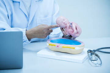 Gynecologist hand pointing anatomy baby model on white background.Doctor holding baby doll explains to new mother about pregnancy in antanetal care unit.Medical education concept.