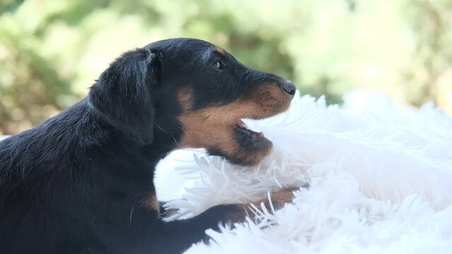 A yag terrier puppy playing with his bedding. The puppy chews things sitting on the floor.