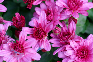 Obraz premium Garden varietal decorative chrysanthemum