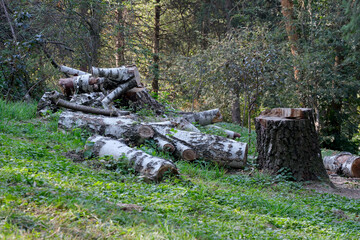A pile of birch branches and trunks after sanitary cleaning of the forest