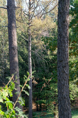 Fototapeta premium Forest landscape with coniferous trees on an autumn sunny day