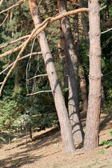 Fototapeta premium Forest landscape with coniferous trees on an autumn sunny day