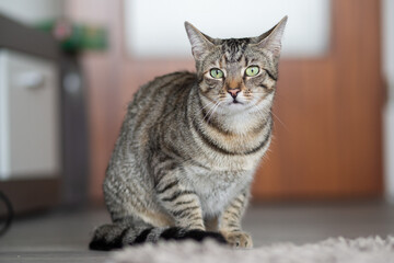 Indoor cat crouches and watches