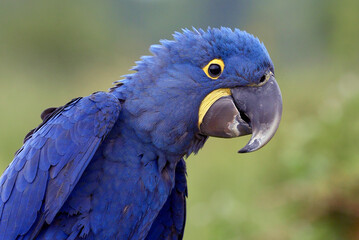 Close up of a hyacinth macaw bird