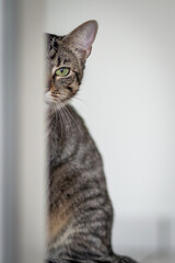 cat looks lovingly around the corner