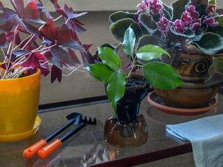 Homemade plant pot from a plastic bottle