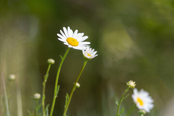 Wildflowers in a meadow - daisies on green grass background
