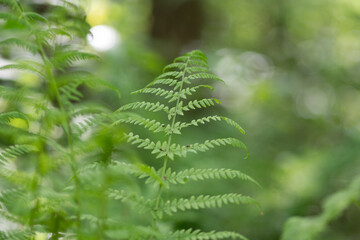 Fern leaf structure - tropical foliage - green nature background